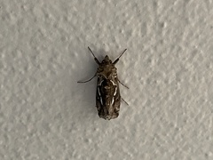 Chrysodeixis argentifera