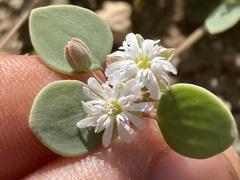 Drymaria holosteoides