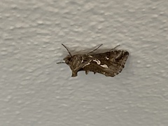 Chrysodeixis argentifera