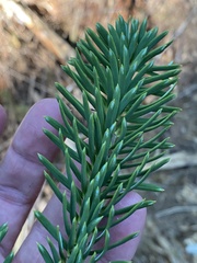 Picea sitchensis