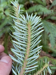 Picea sitchensis