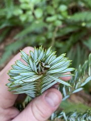 Picea sitchensis