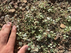 Drymaria holosteoides