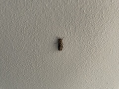 Chrysodeixis argentifera