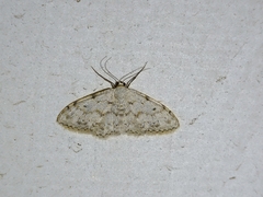 Idaea albitorquata