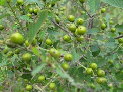 Karwinskia humboldtiana