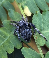 Araneus saevus