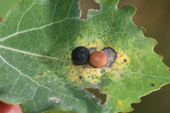 Harmandiola tremulae
