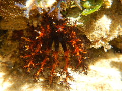 Holothuria