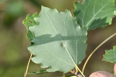 Harmandiola tremulae