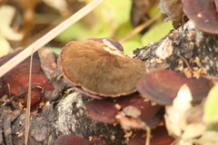 Daedaleopsis tricolor
