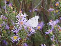 Pontia occidentalis