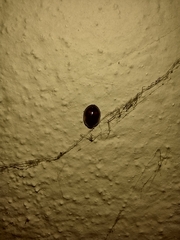 Exochomus quadripustulatus