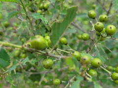 Karwinskia humboldtiana