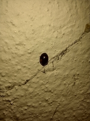 Exochomus quadripustulatus