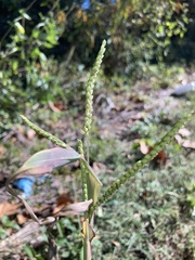 Paspalum pubiflorum