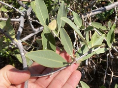 Avicennia germinans