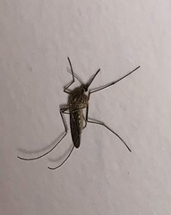 Aedes vexans