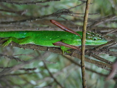 Anolis heterodermus