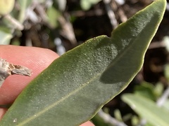 Avicennia germinans