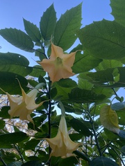 Brugmansia