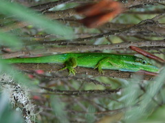 Anolis heterodermus