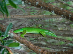 Anolis heterodermus