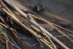 Pseudagrion coeleste