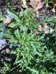 Aureolaria grandiflora