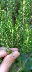Erica arborea