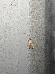 Coelostathma discopunctana