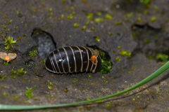 Glomeris marginata