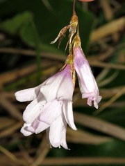 Dierama