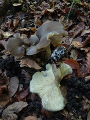Lyophyllum