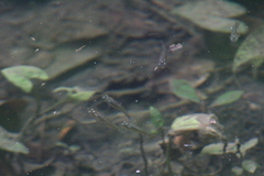 Pseudoxiphophorus bimaculatus