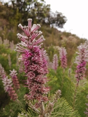 Paranomus bracteolaris