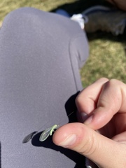 Ceraeochrysa lineaticornis