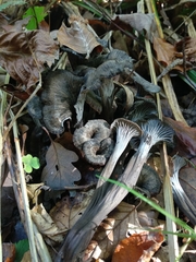 Craterellus cinereus