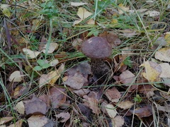 Leccinum scabrum melaneum