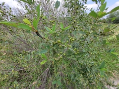 Karwinskia humboldtiana