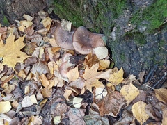 Armillaria cepistipes
