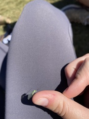 Ceraeochrysa lineaticornis