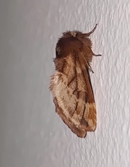 Ptilophora plumigera