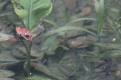 Pseudoxiphophorus bimaculatus