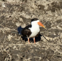 Rynchops flavirostris
