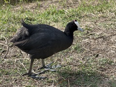 Fulica cristata