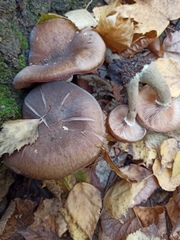 Armillaria cepistipes