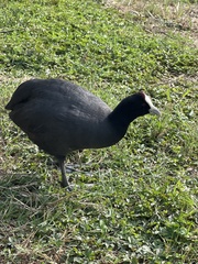 Fulica cristata