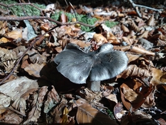Tricholoma sciodes