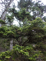 Picea sitchensis